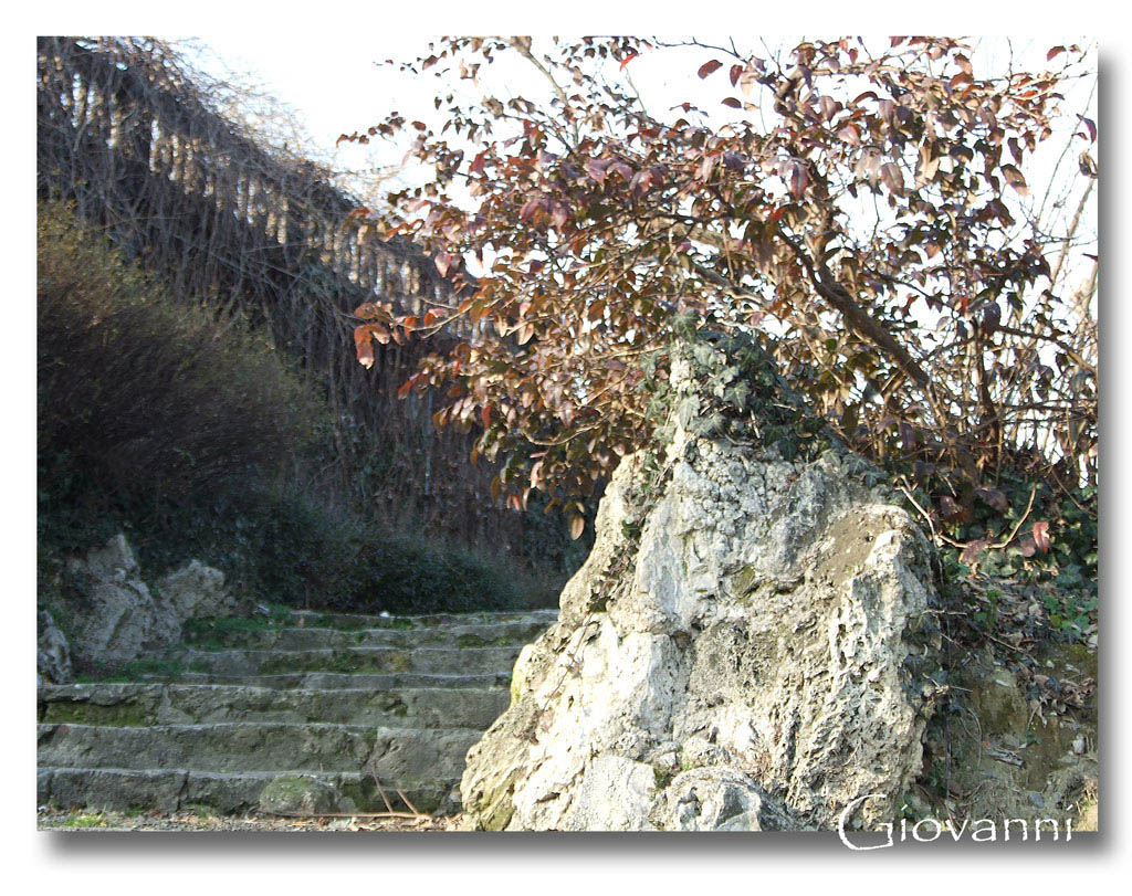 Alberello