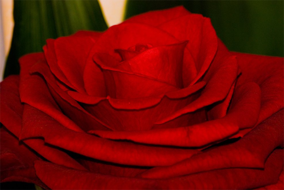Red Rose