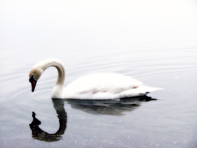 Riflesso