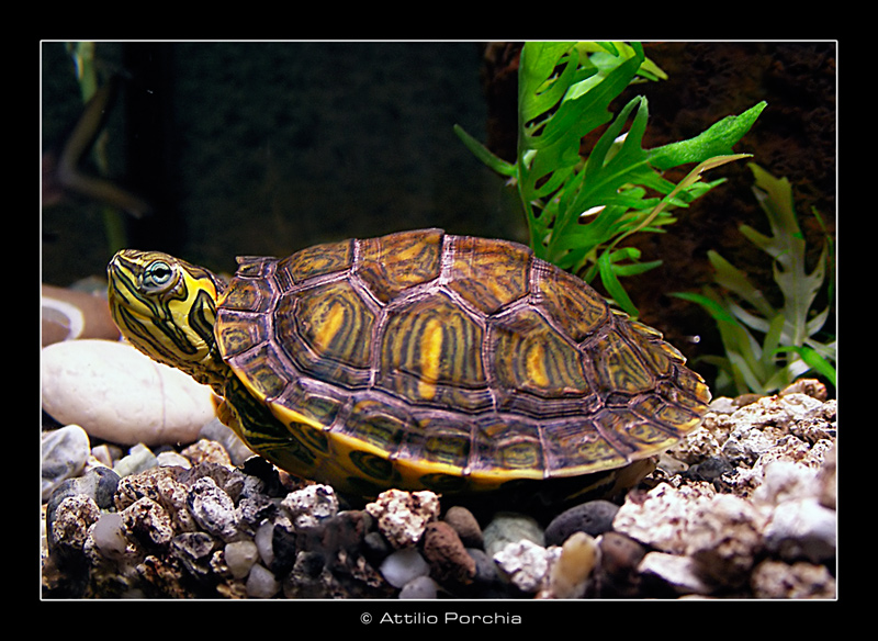 Nell'acquario di casa.....