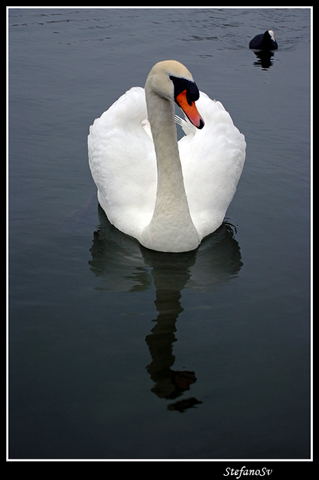 Il pi� bello del reame...