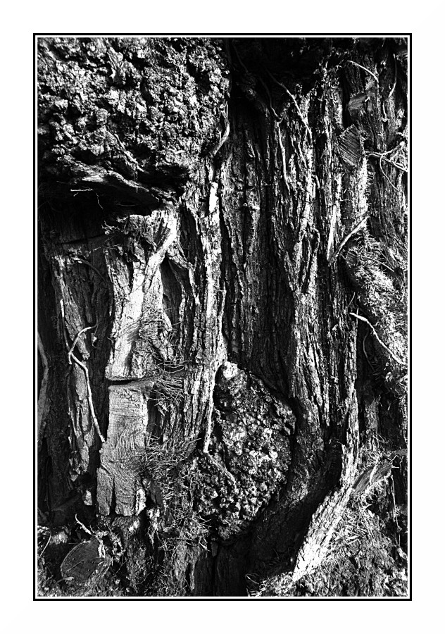 Bianco & Nero con tronco d'albero