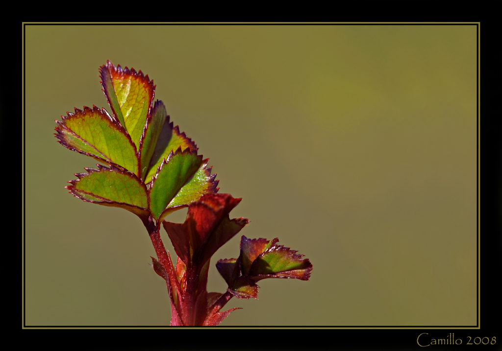 Prova del 180 macro L