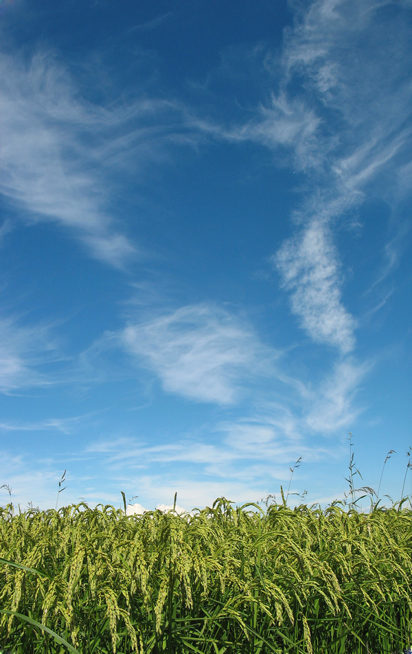 Il cielo sopra il riso