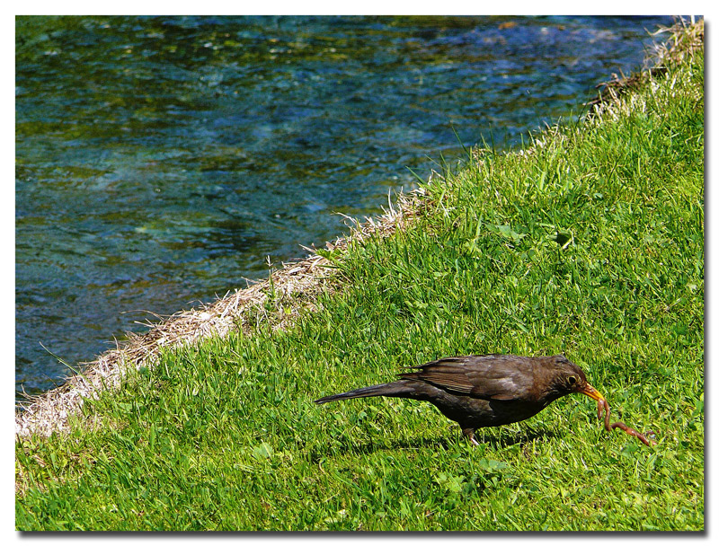pic-nic in riva al fiume