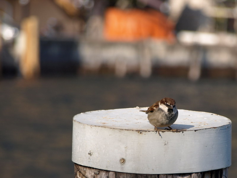Uccellino a Limone del Garda
