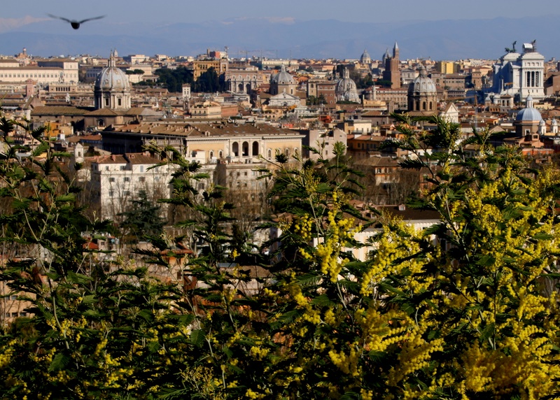 mimose sul gianicolo