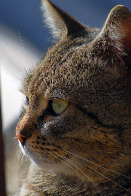 prima prova con gatto