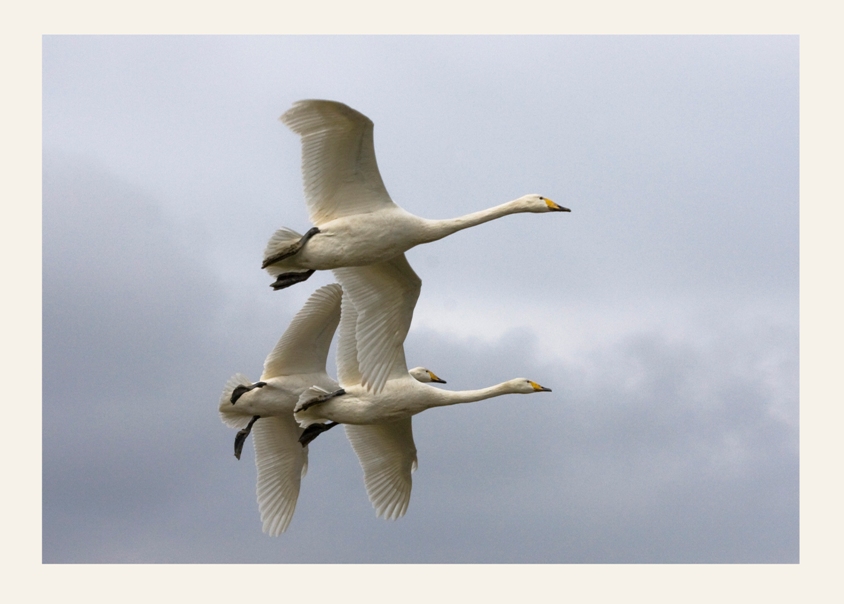 Volo di oche delle nevi