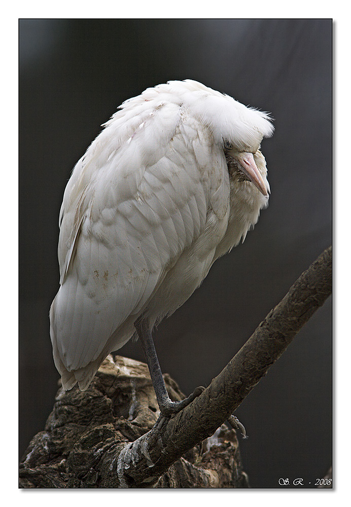 Sono proprio inc......to  (airone guardabuoi)