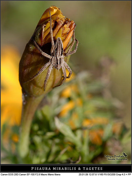 Con il nasino... in giu!
