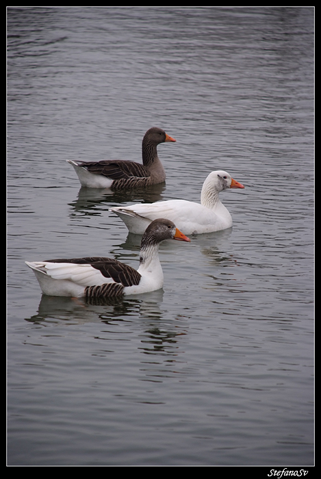 anatre in griglia di partenza