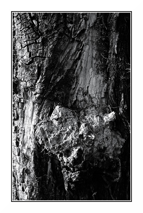 Bianco & Nero con tronco d'albero