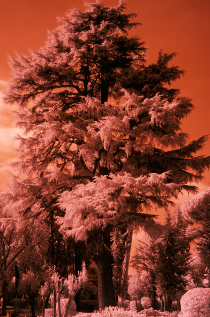 Villa Celimontana infrared