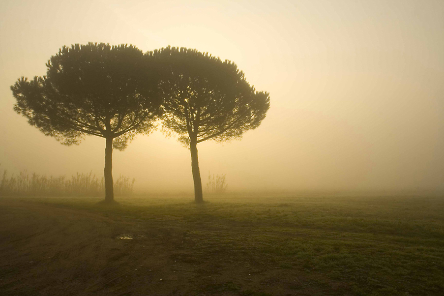 Nebbia mattutina