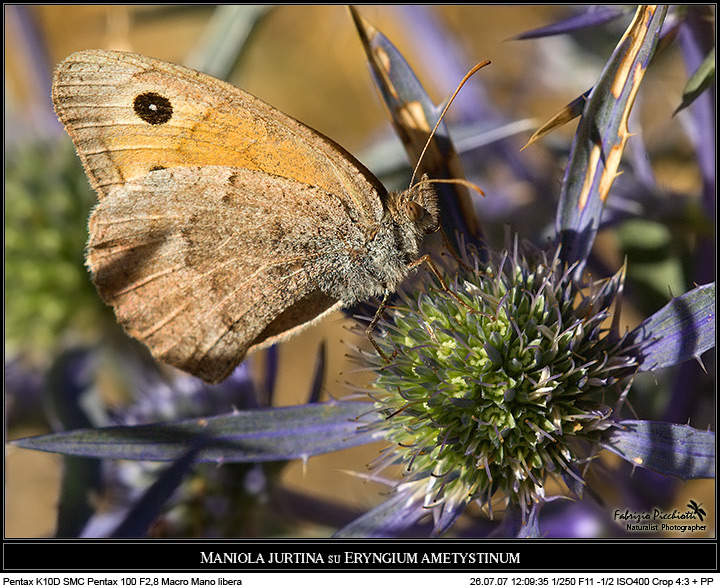 Eringium ametystinum... plus!