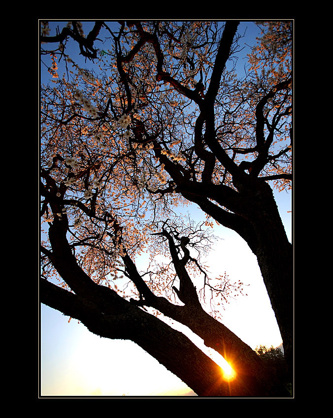 Accenno di primavera al tramonto