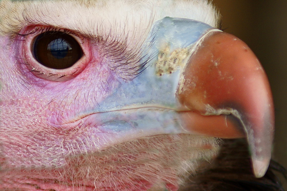 L'occhio dell'avvoltoio