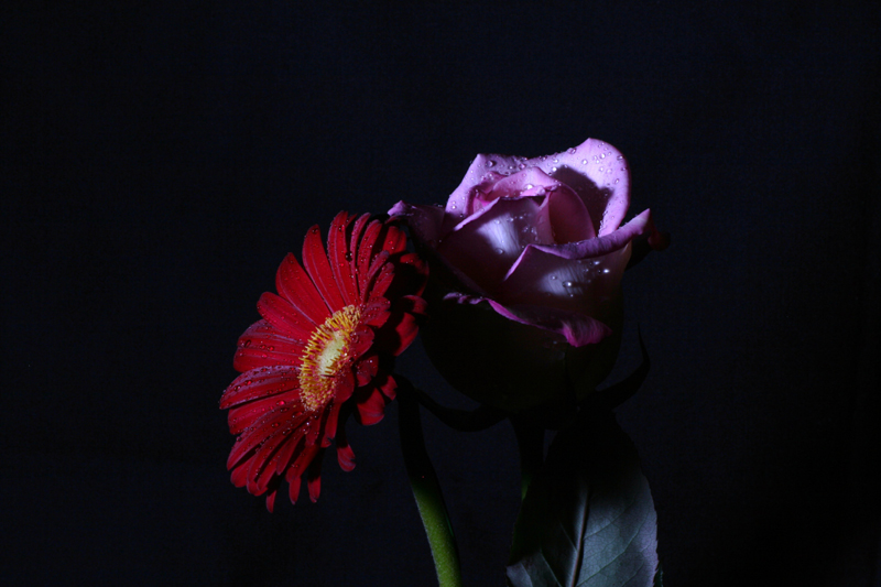 il sentimento...............