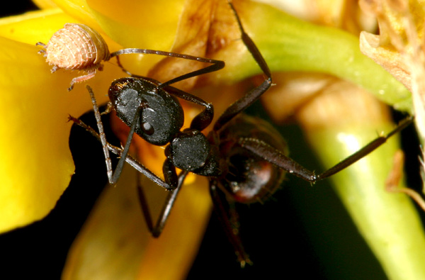 Signori si mangia...