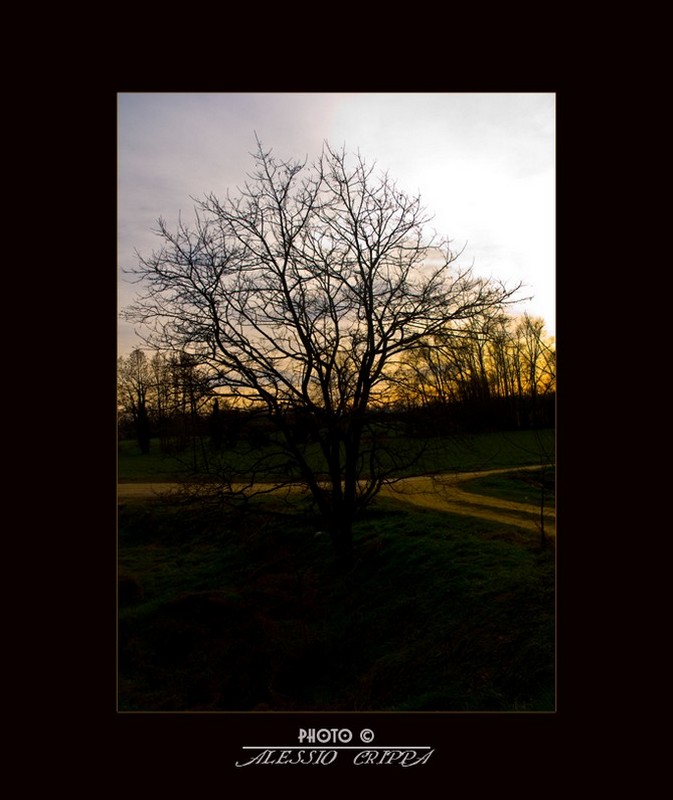 SUNSET TREE............