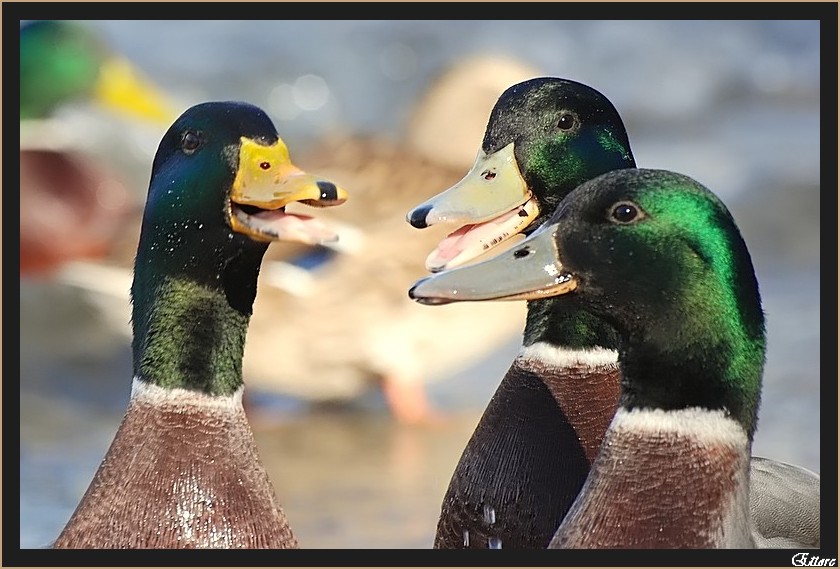 Il solito batti becco