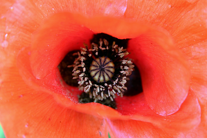 Nella carnalita' di un papavero