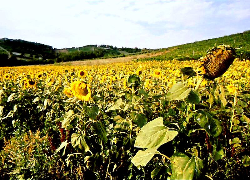 Campo di girasoli