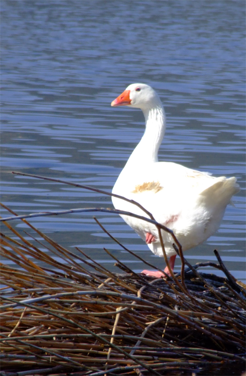 Aspettando il tempo che passa