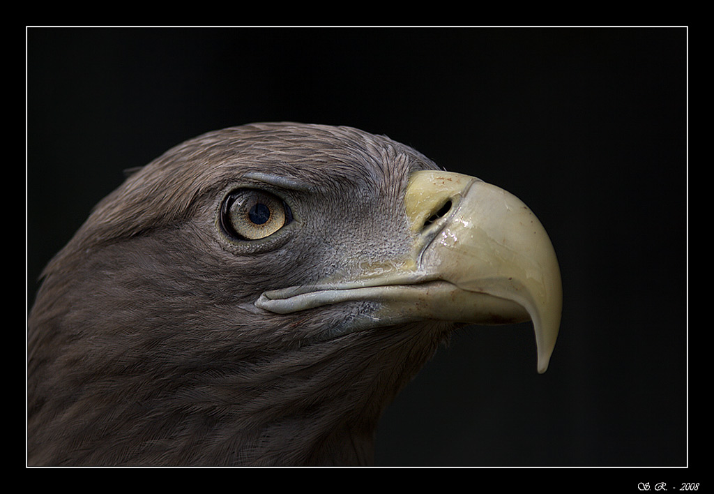 La fierezza in uno sguardo