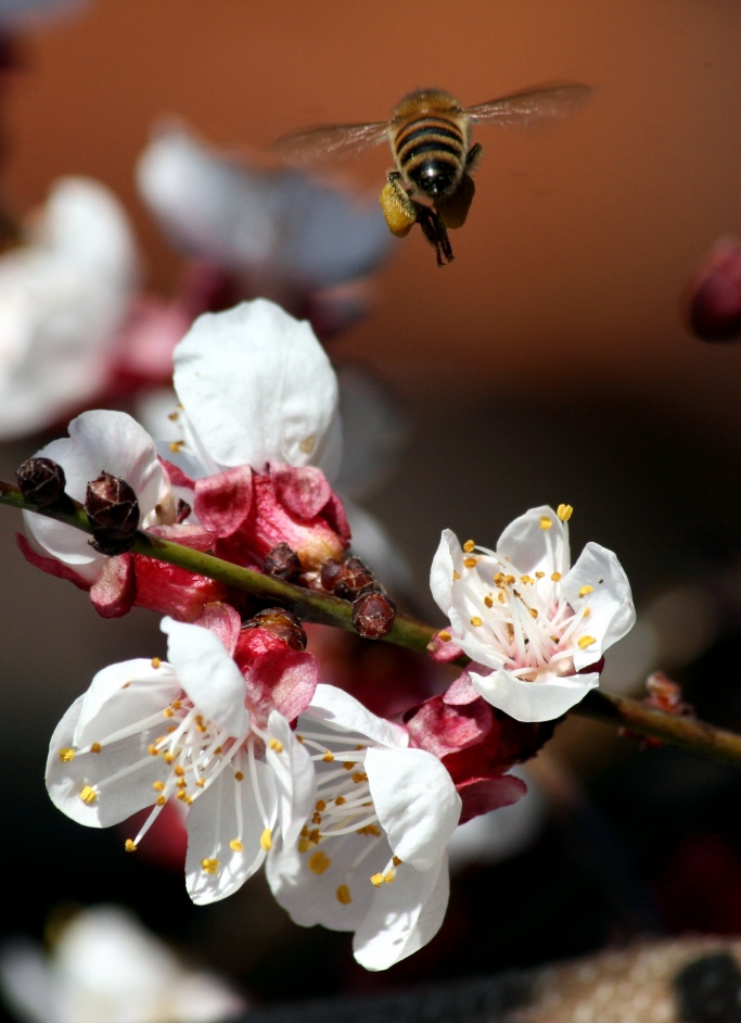 finalmente... primavera !!!