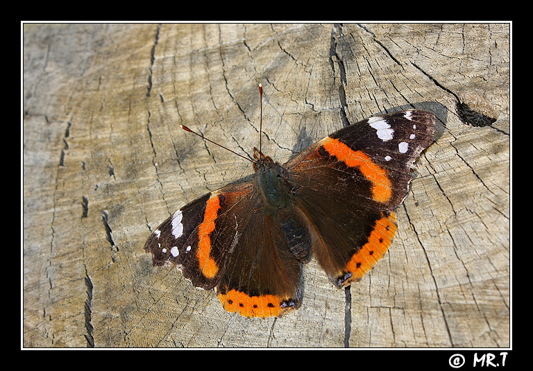 vanessa atalanta.... con 18-55 is
