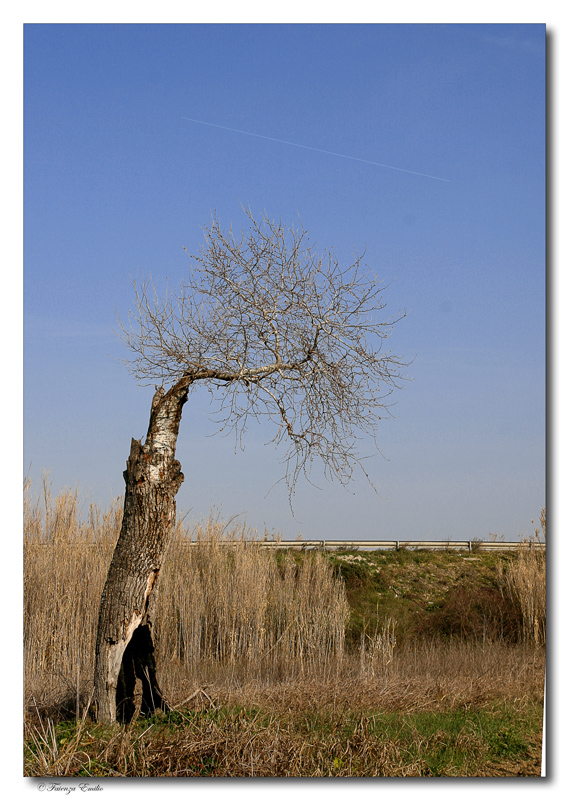 BARCOLLO MA NN MOLLO