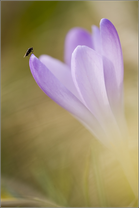 Tra sogno e realt�