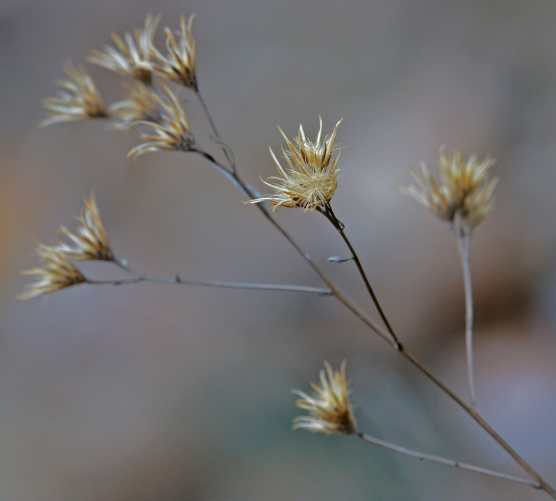 il fuoco sul primo fiore