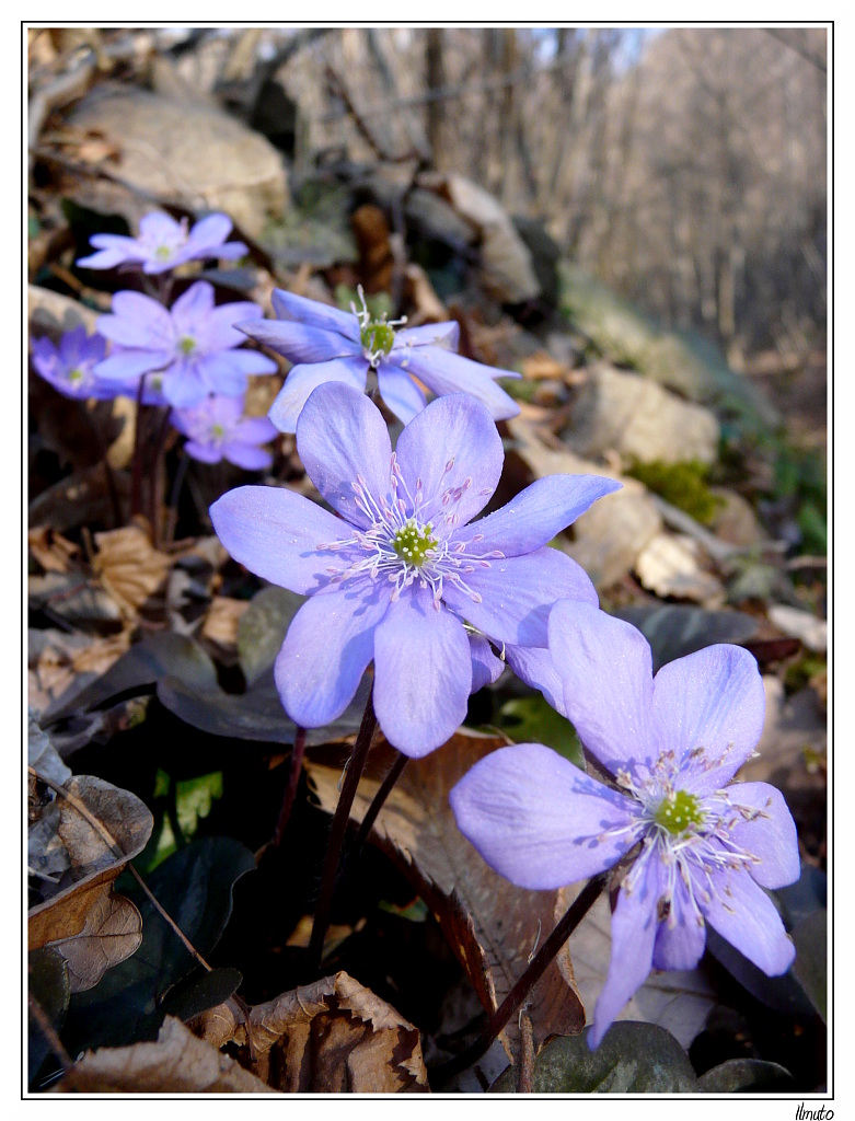 Primi fiori 01 - Anemone epatica