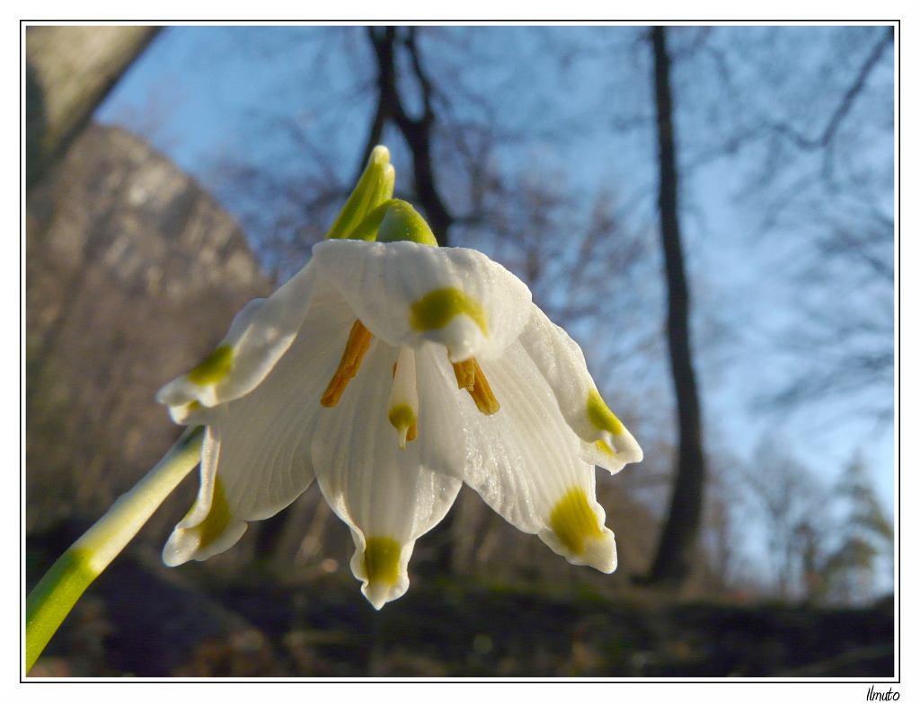 Primi fiori 02 - Campanellino