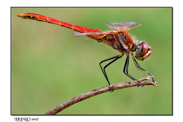 dragon fly