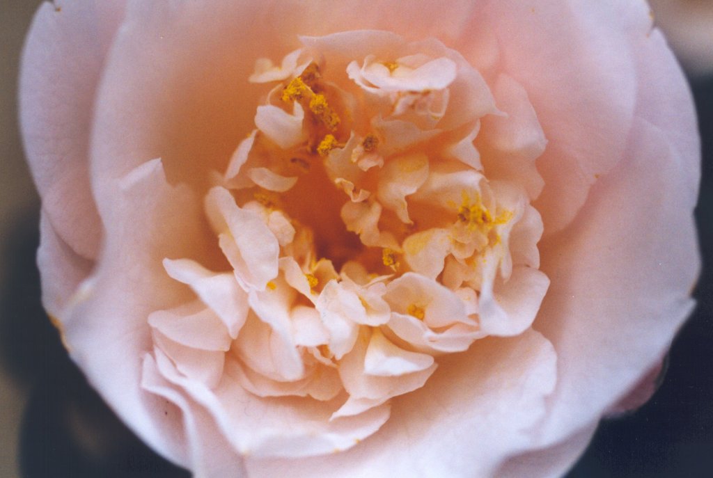 Macro 3