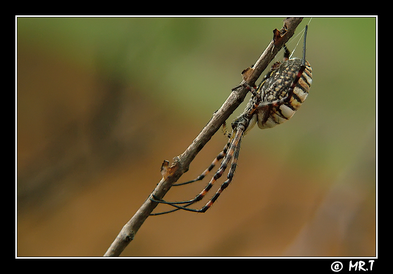 Argiope