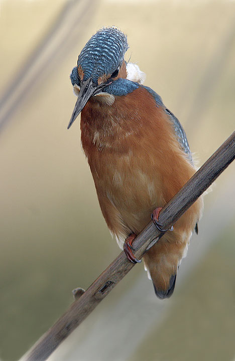 Renzo-Ma guarda chi ce