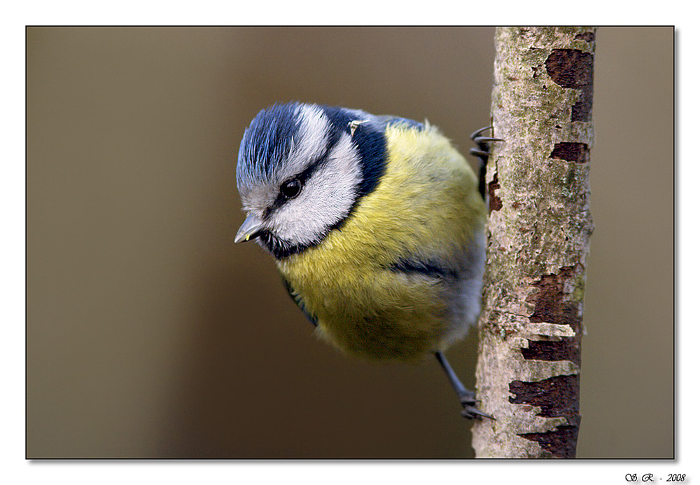 Mi aggrappo    forte