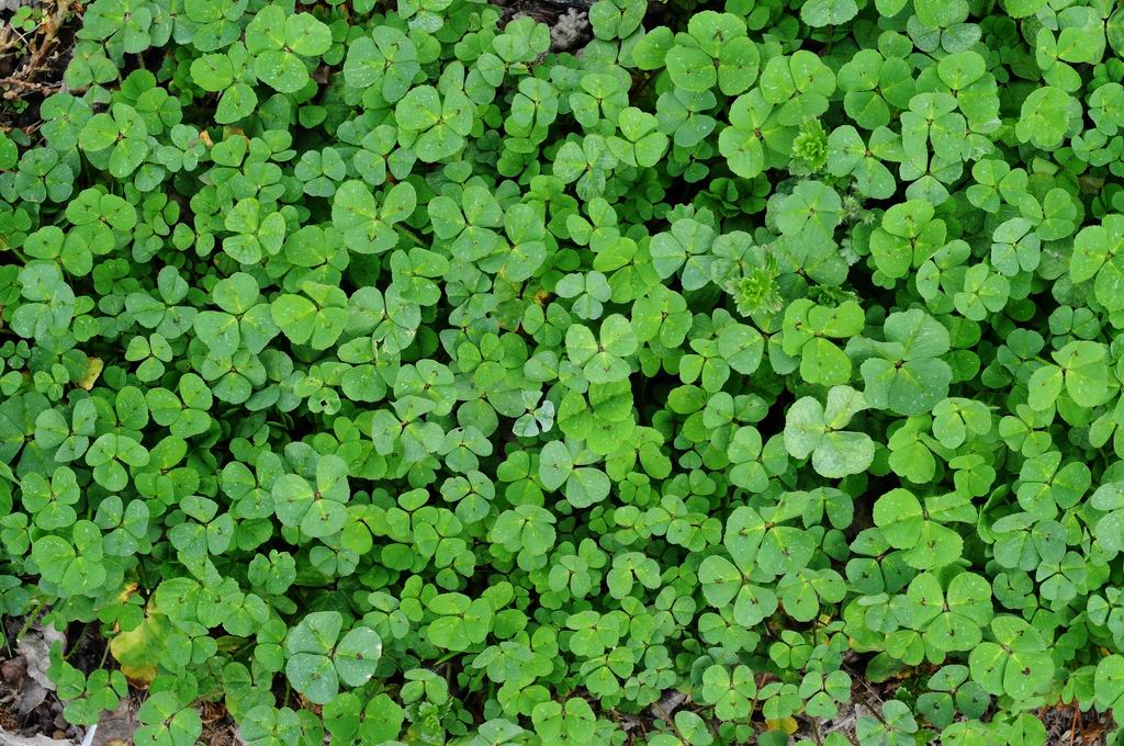 ..c'� anche un quadrifoglio...