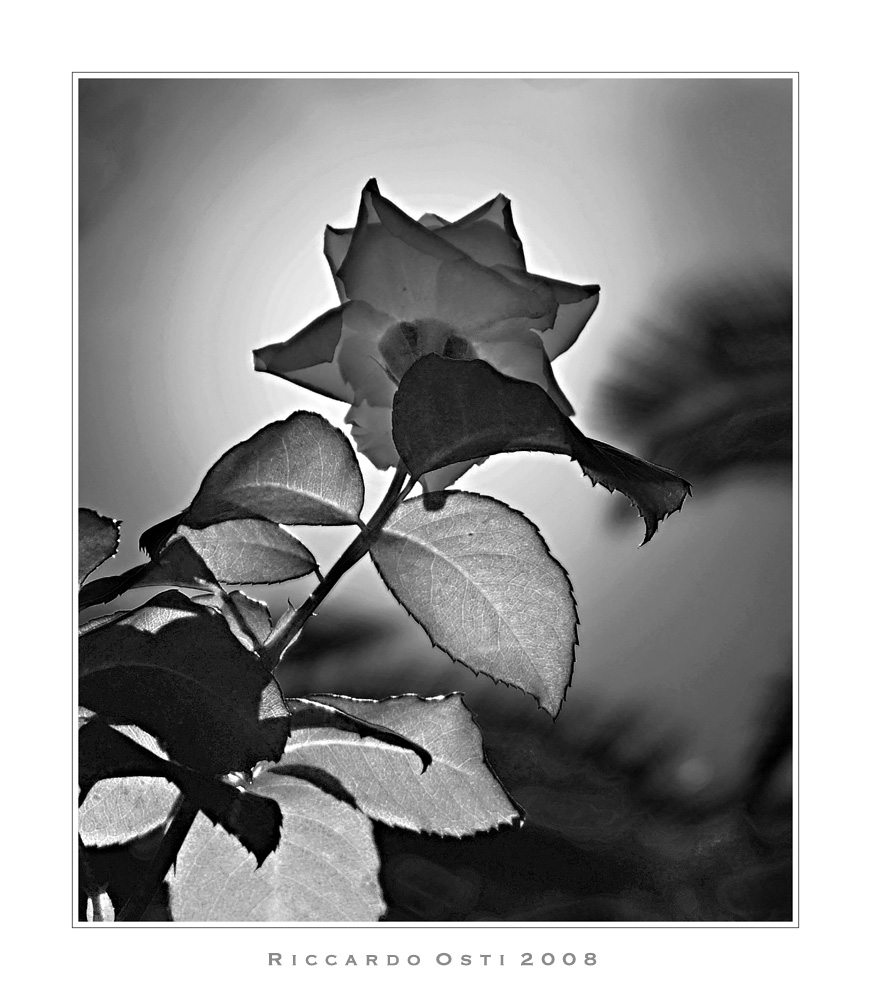 Infrarosso di una rosa che brilla su di noi