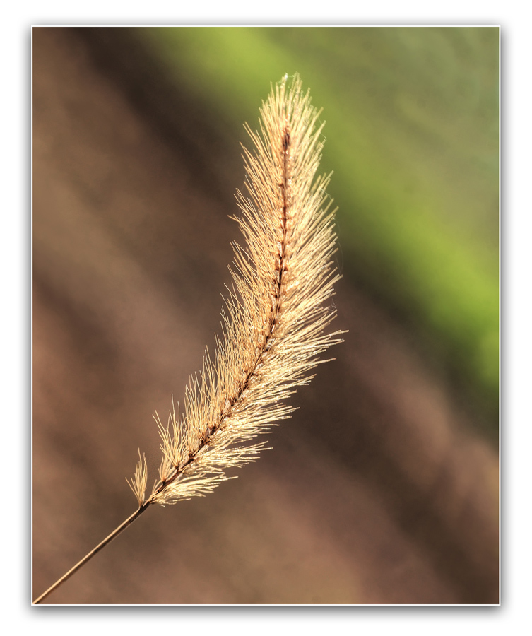 Romantica spiga..