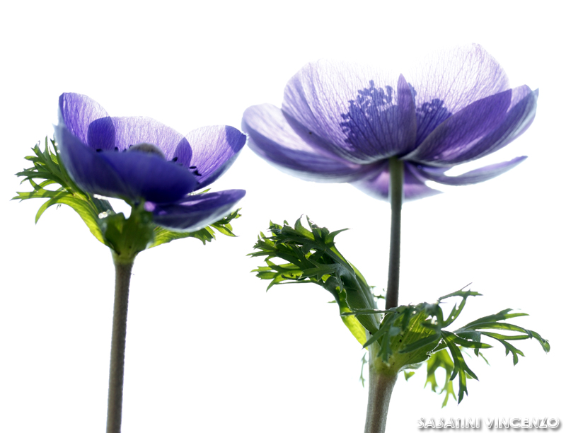 gemellini verde/viola