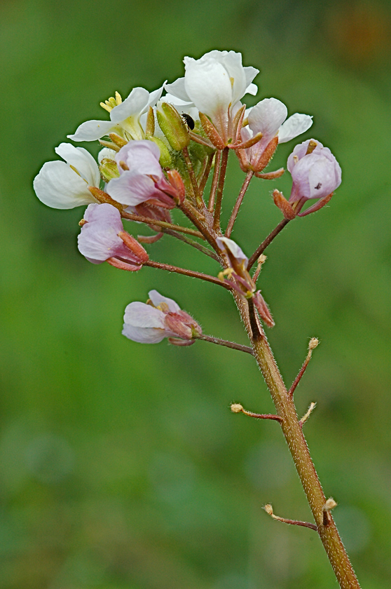 Fiore di stagione con ospite
