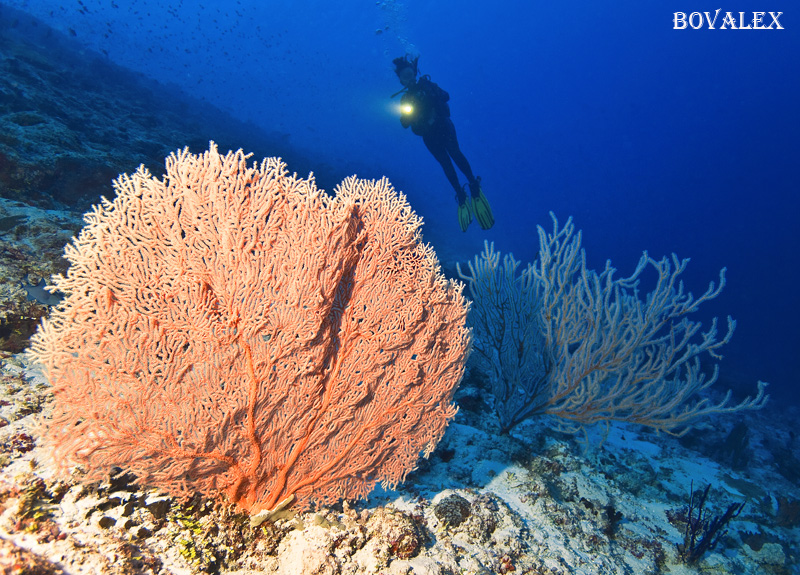 Maldive - gorgonia e silouette