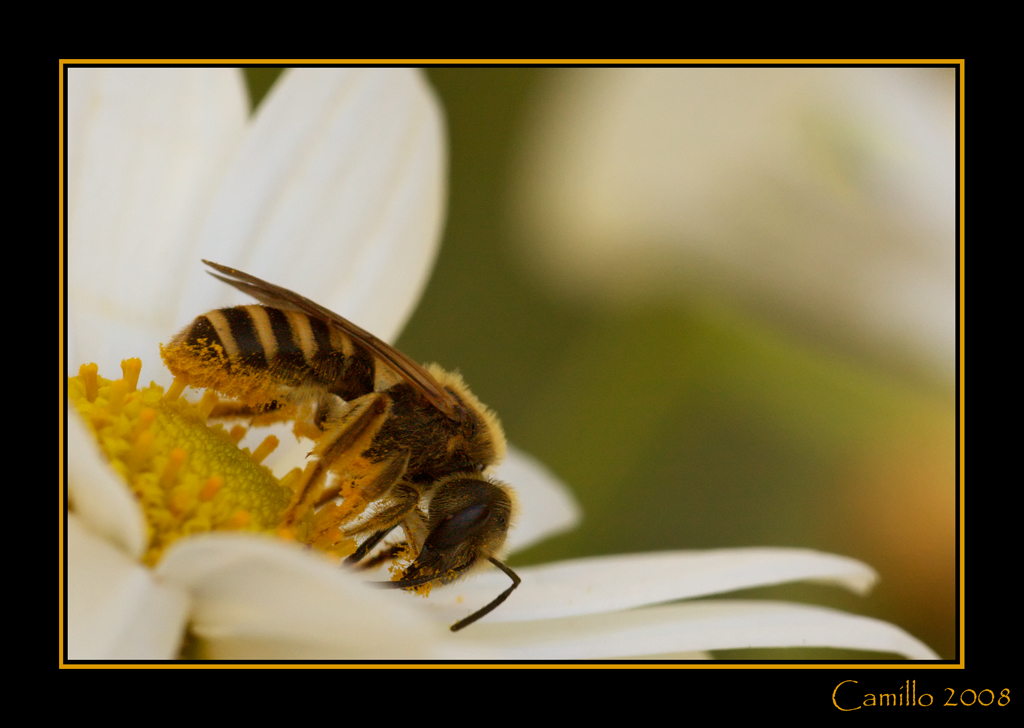 Chi va al mulino ....