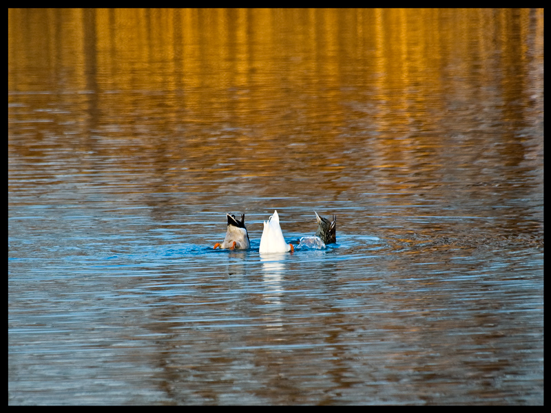 Un,due,tre...immersione